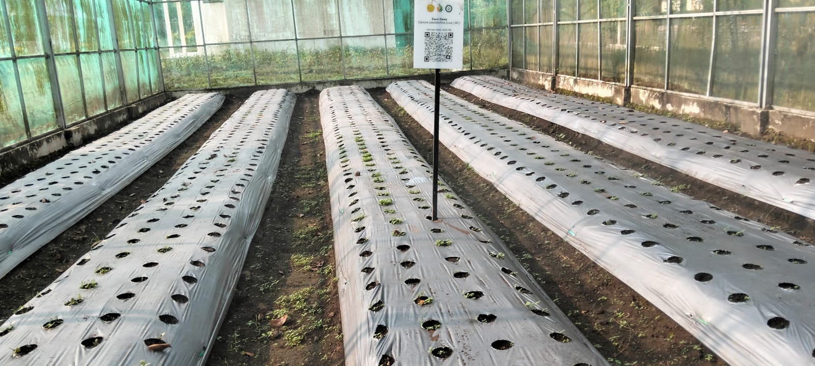 Greenhouse Pembibitan