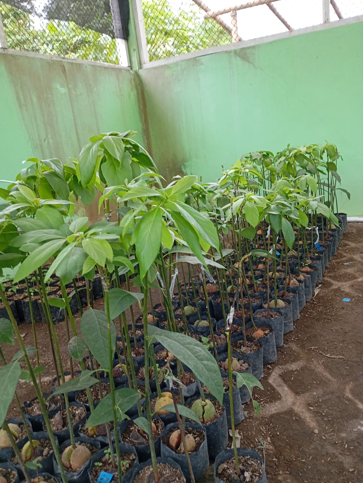 Perbanyakan Vegetatif