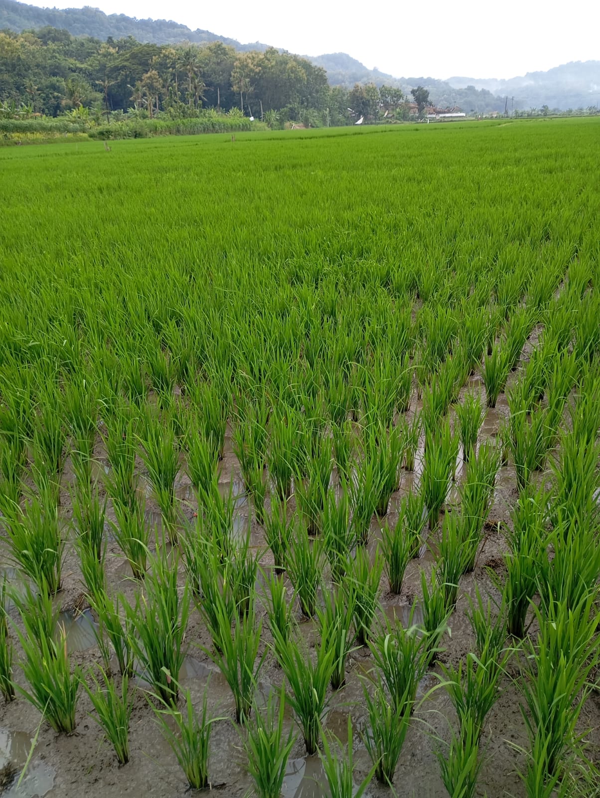 Mekanisasi Panen