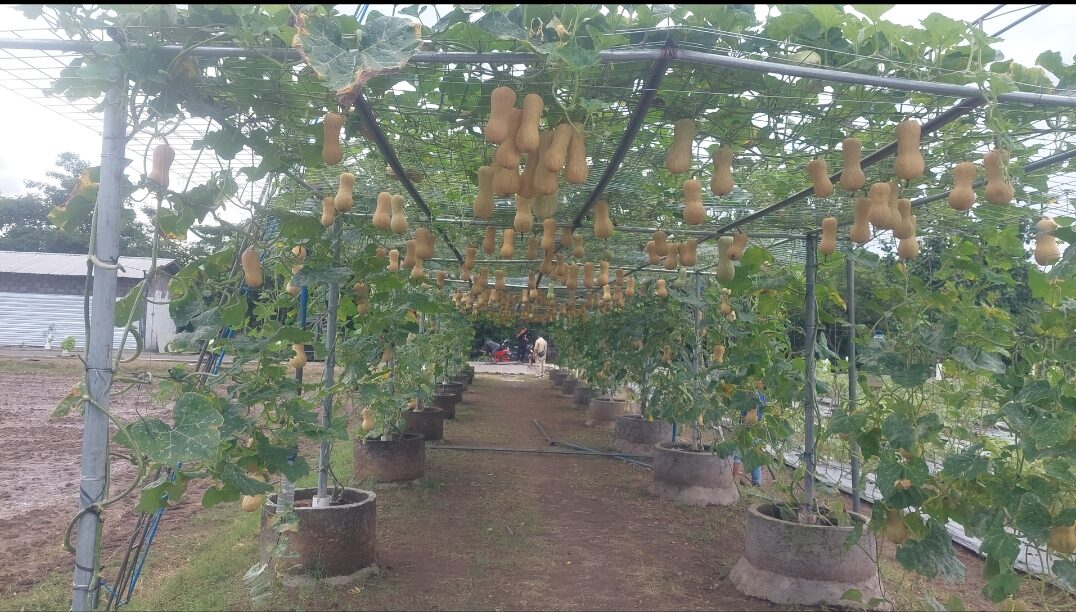 Budidaya Buah