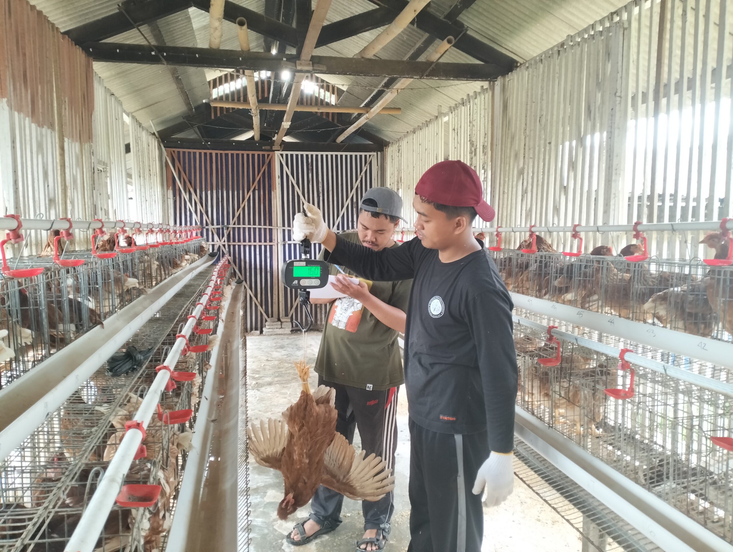 Cek Bobot Badan Ayam Grower