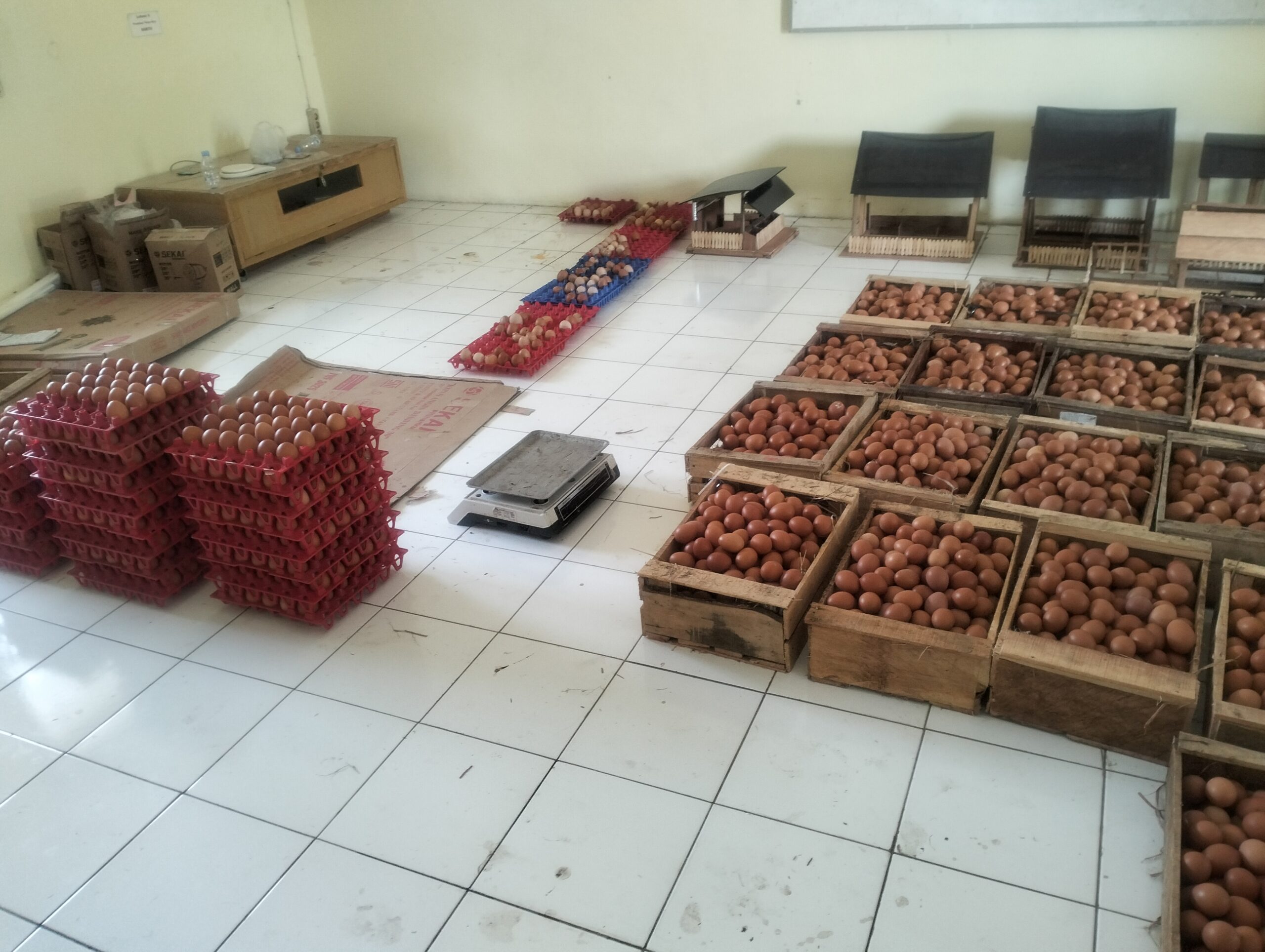 Telur hasil produksi TEFA Unggas