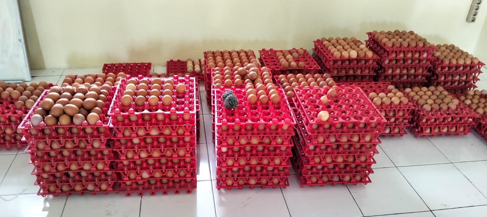 Produksi Telur TEFA